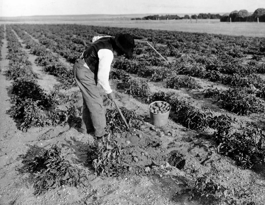 A Large Potato Field is being hand hoed